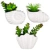 B&M Scandi Shore Small Shell Succulent -General Home Store 380110 small shell succulent group