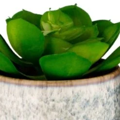 B&M Scandi Shore Succulent -General Home Store 380125 scandi succulent 2