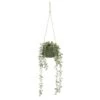 B&M Hanging Foliage In Green Ceramic Pot -General Home Store 394335 hanging green pot foliage