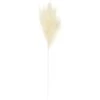 B&M Pampas Stem - Cream -General Home Store 394382 pampas stem cream 2