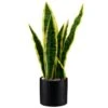 B&M Snake Plant In Pot 1 B&M Snake Plant In Pot -General Home Store 394719 snake plant in pot